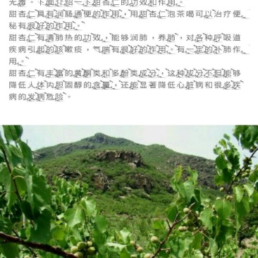 山杏仁特级