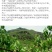 山杏仁特级