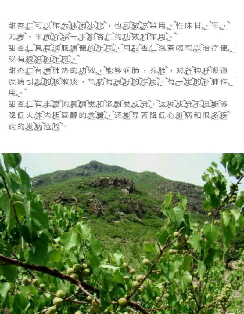 山杏仁特级
