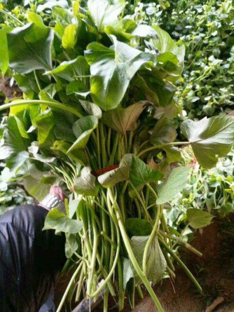 红薯苗15~25cm