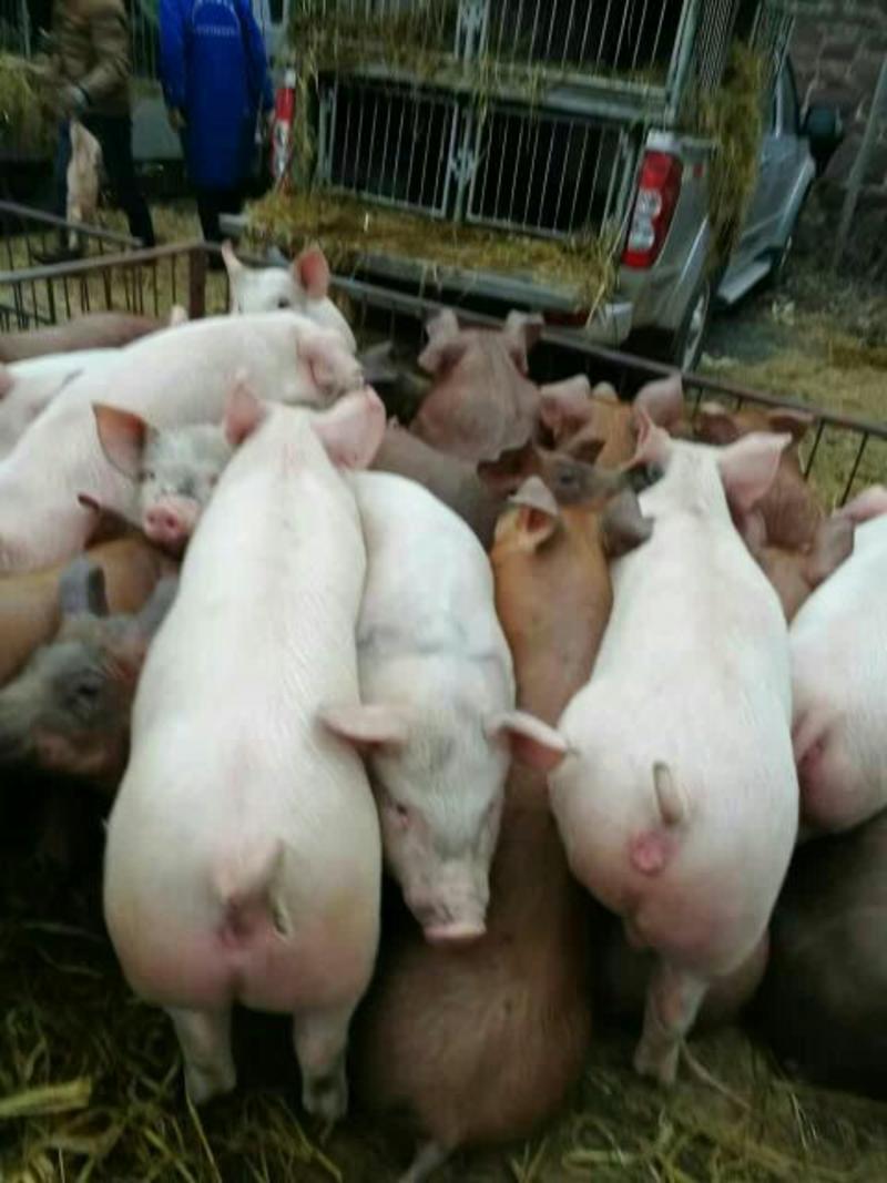 优良仔猪繁育基地三元仔猪长白杜洛克正规养猪场供应