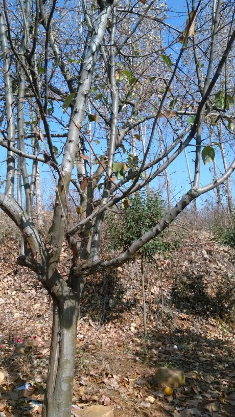 木瓜树10~20cm
