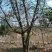 木瓜树10~20cm