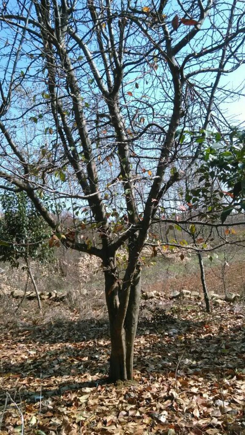 木瓜树10~20cm