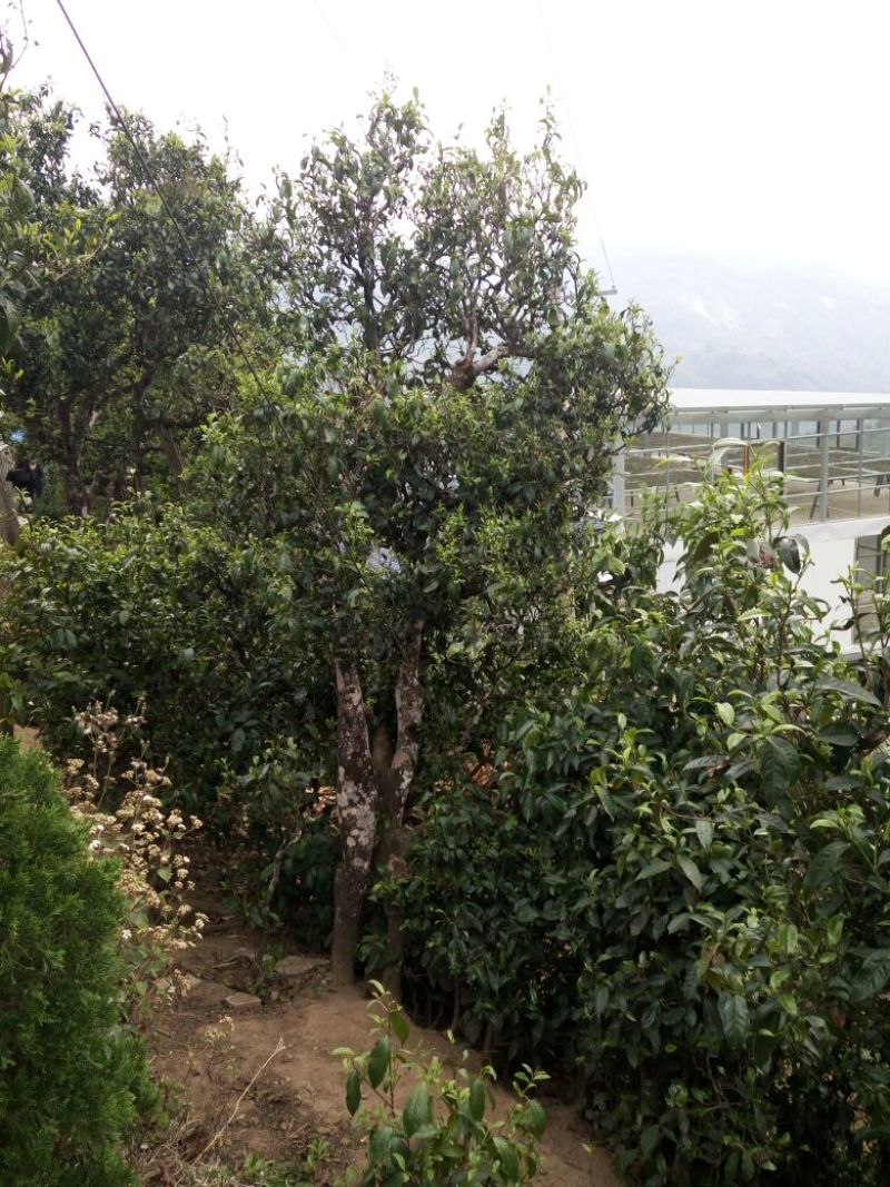 普洱茶