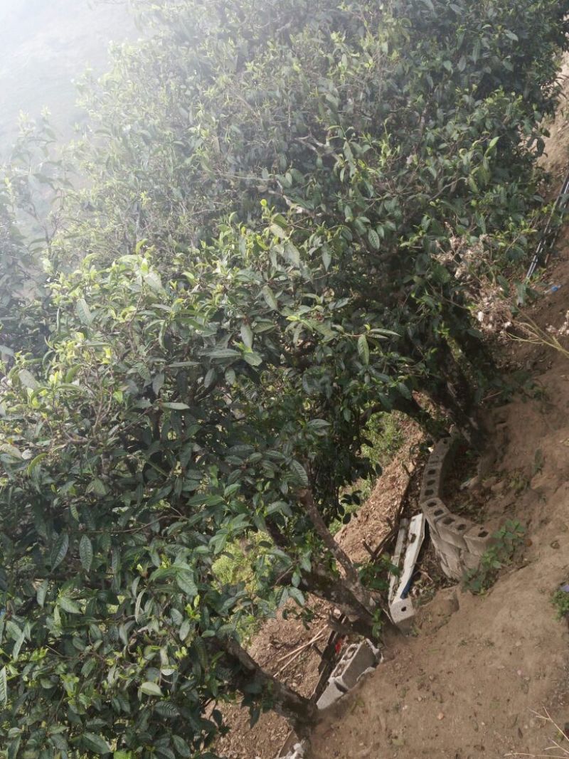 普洱茶