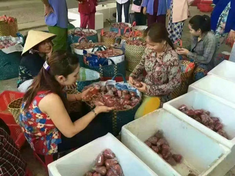 黑金刚莲雾9~11厘米