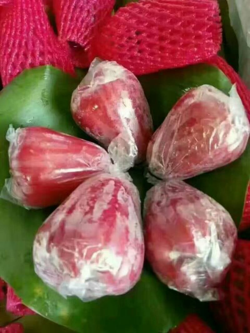 黑金刚莲雾9~11厘米