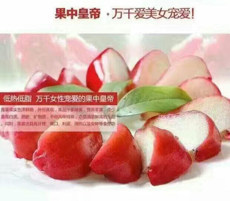 黑金刚莲雾9~11厘米