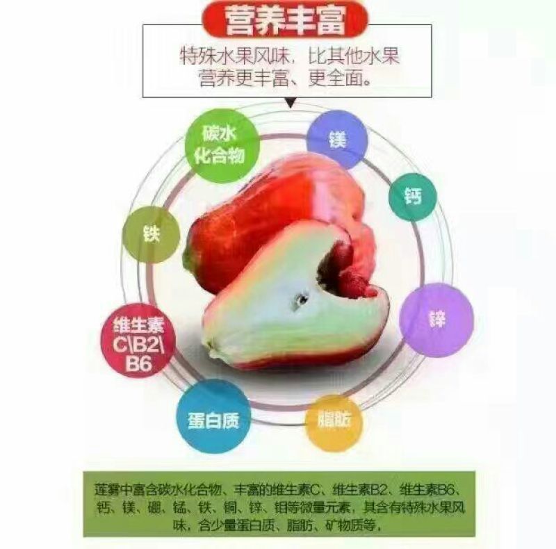 黑金刚莲雾9~11厘米