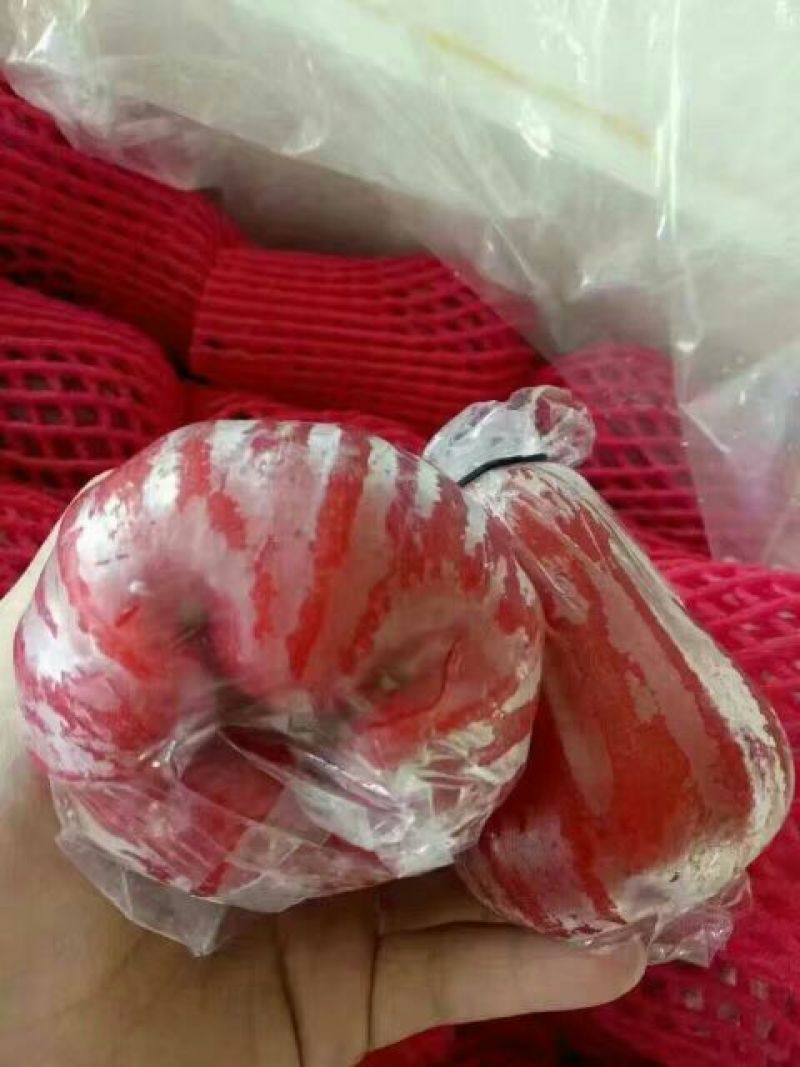 黑金刚莲雾9~11厘米