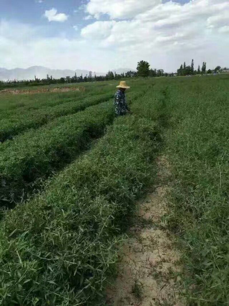 枸杞叶茶一级