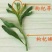 枸杞叶茶一级