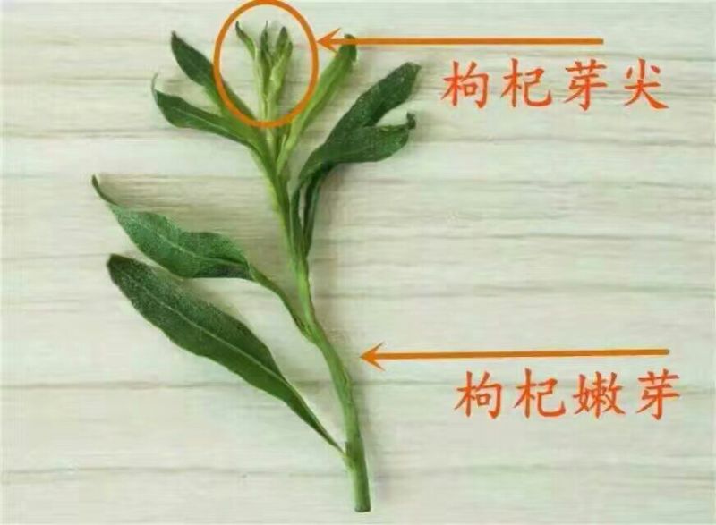 枸杞叶茶一级