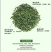枸杞叶茶一级