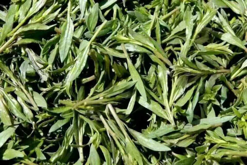 枸杞叶茶一级