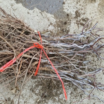 枣树苗30~50cm