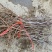 枣树苗30~50cm