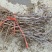枣树苗30~50cm
