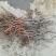 枣树苗30~50cm