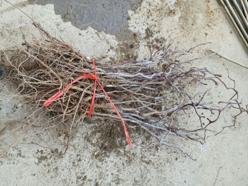 枣树苗30~50cm