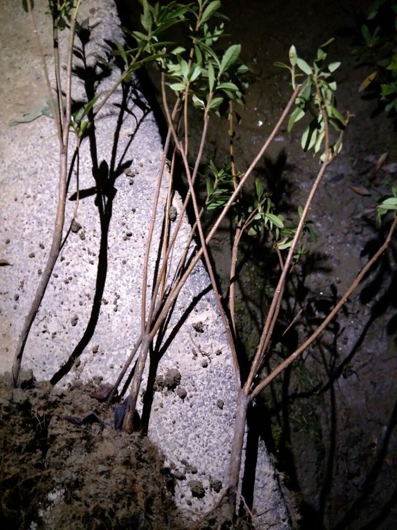 湖南郴州苦竹3~4m，湖北竹子，广东竹子