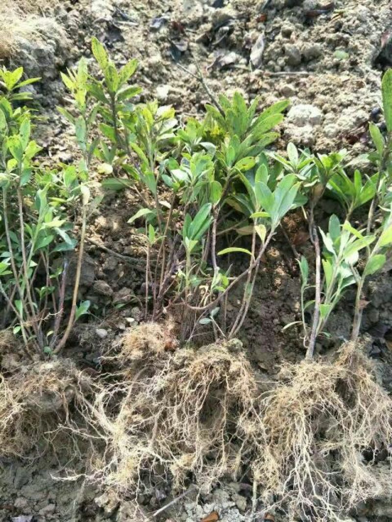 湖南郴州苦竹3~4m，湖北竹子，广东竹子