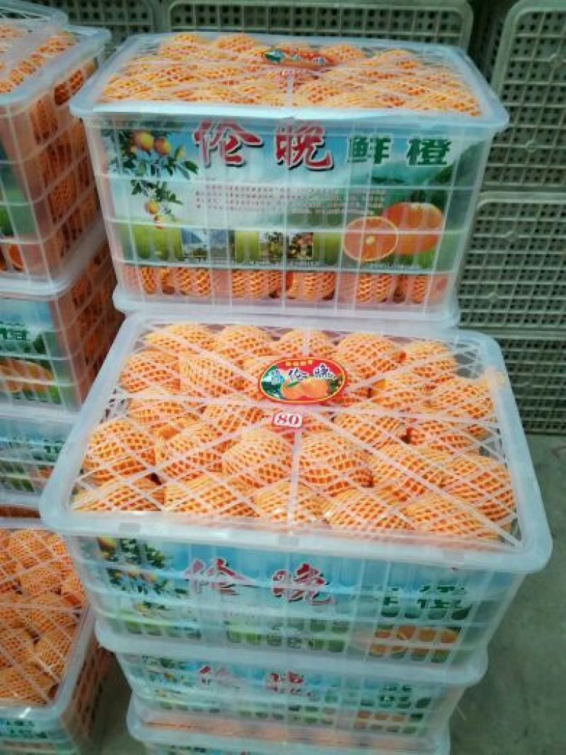 伦晚脐橙产地直供质量保证，欢迎老板联系看货量大从优