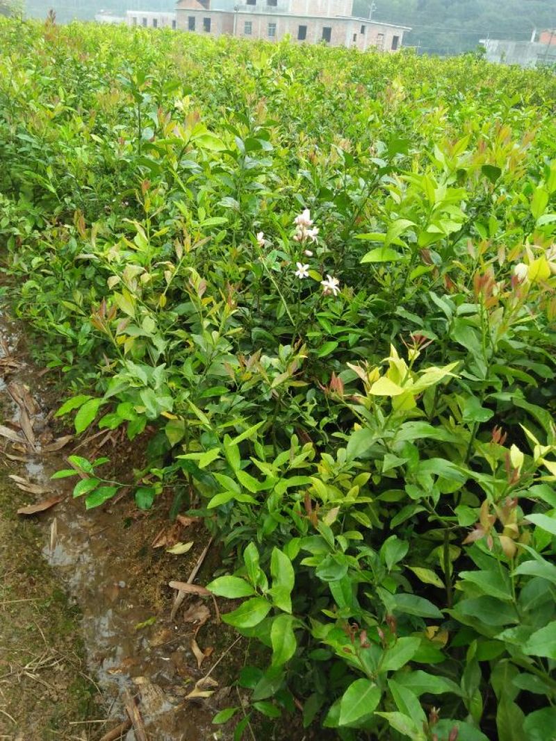 广东香水柠檬苗50~80cm