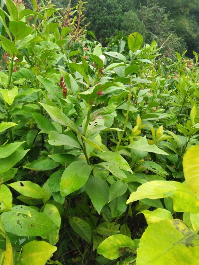 广东香水柠檬苗50~80cm