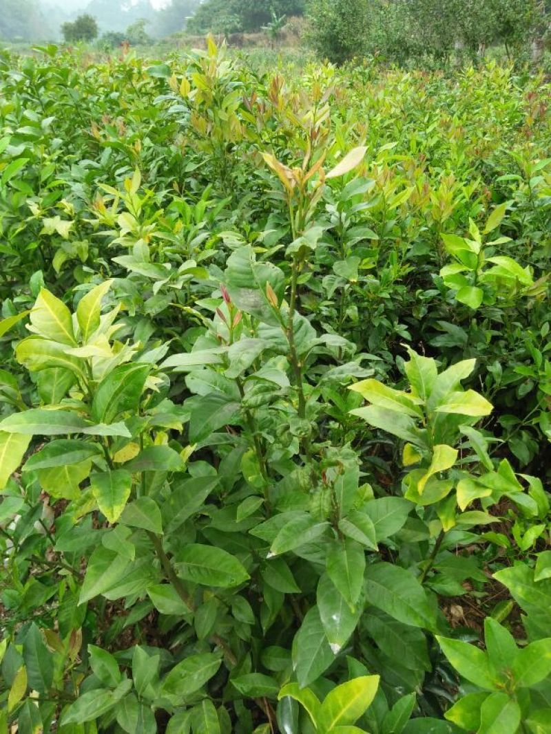 广东香水柠檬苗50~80cm