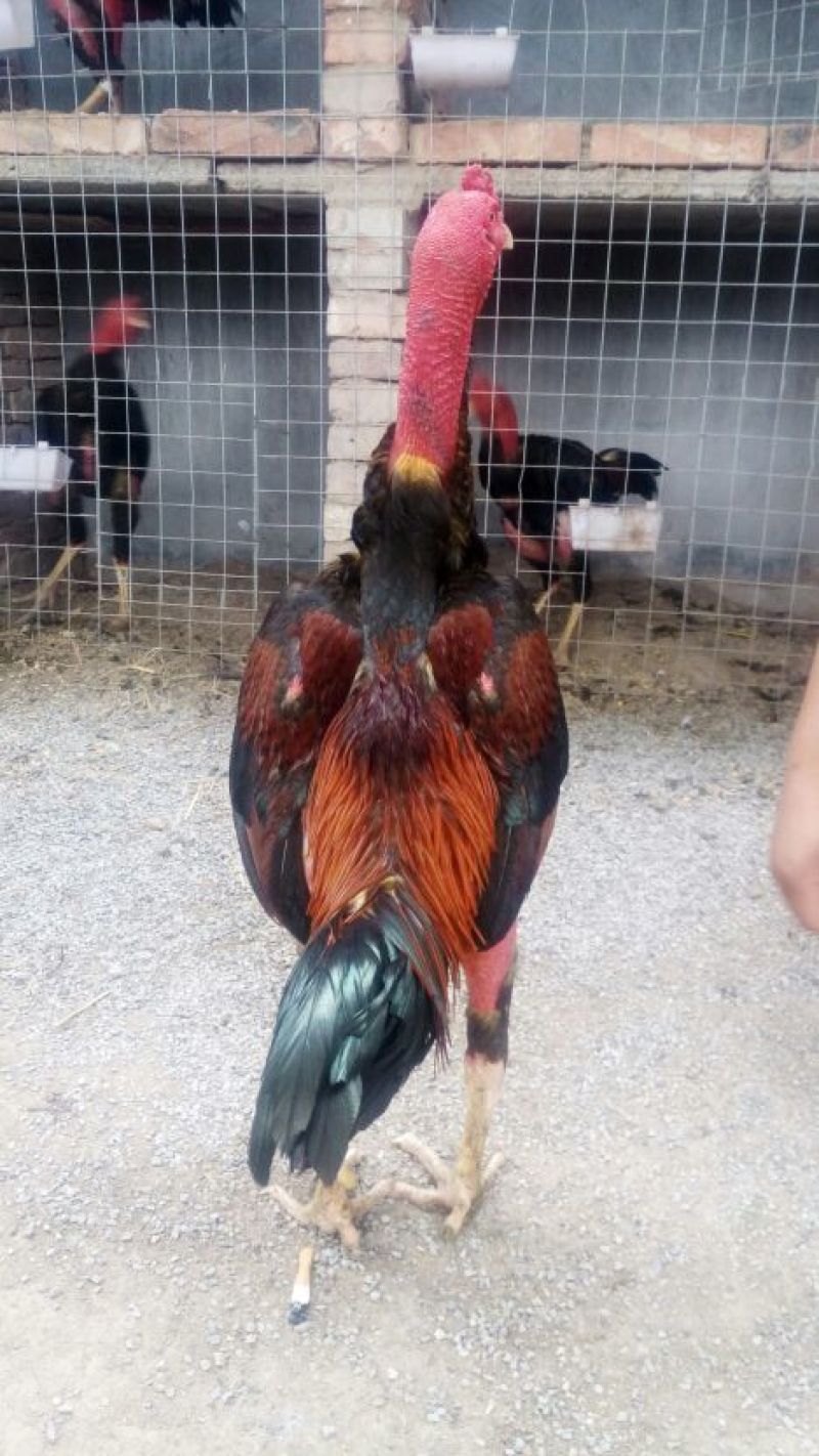 鸡种鸡6~7斤