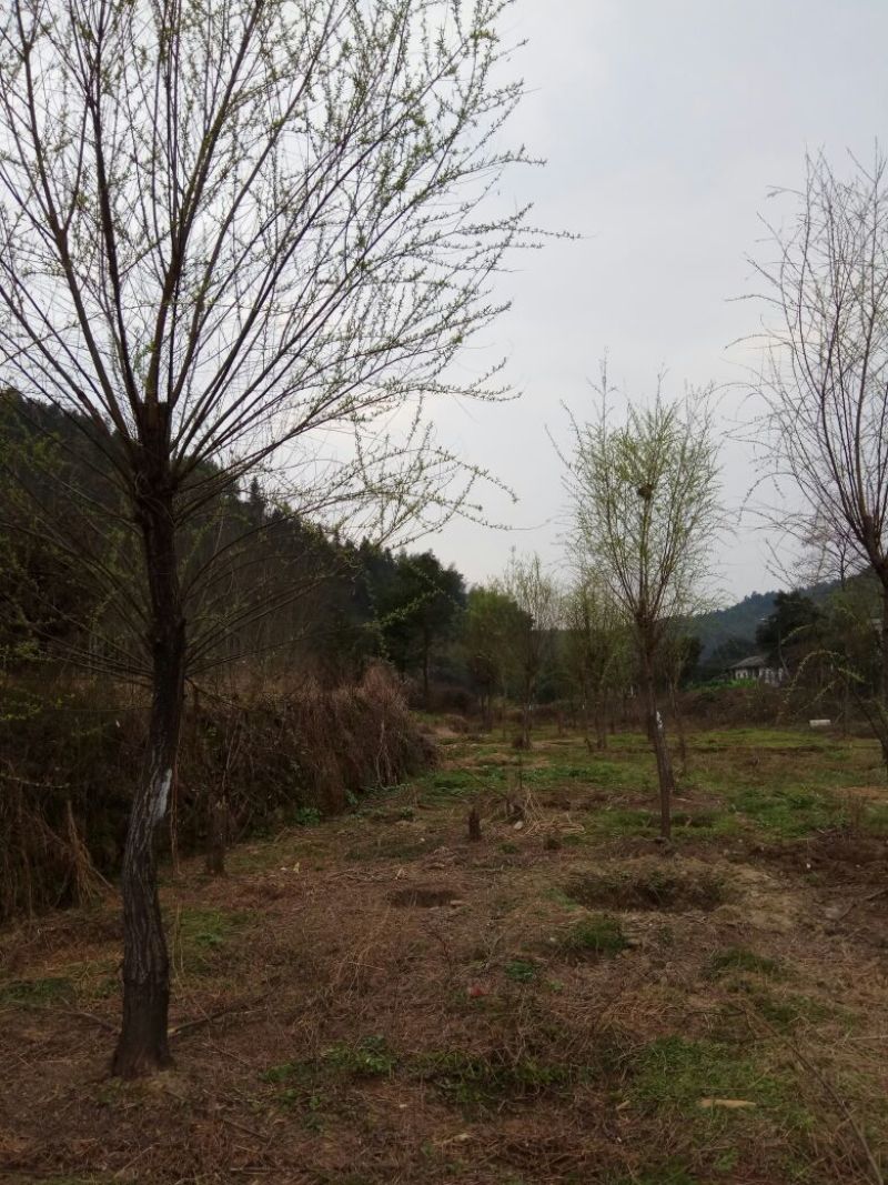 精品柳树，垂柳，金丝垂柳，黄金柳，柳树，