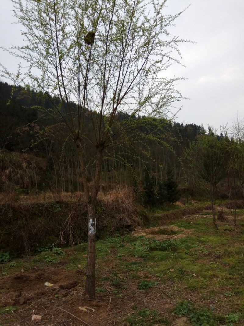 精品柳树，垂柳，金丝垂柳，黄金柳，柳树，