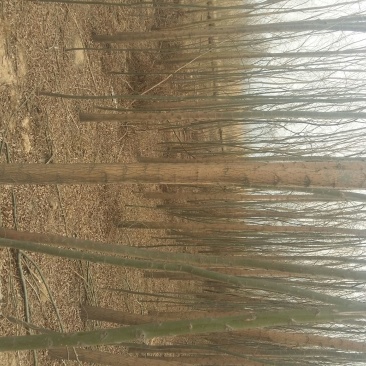 柳树2~4cm6~8cm3.5~4米