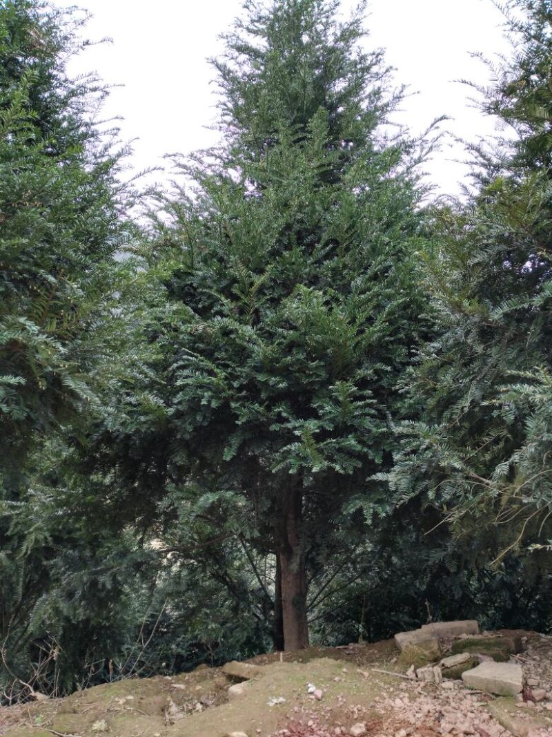 南方红豆杉10~12cm10~12cm3.5~4米