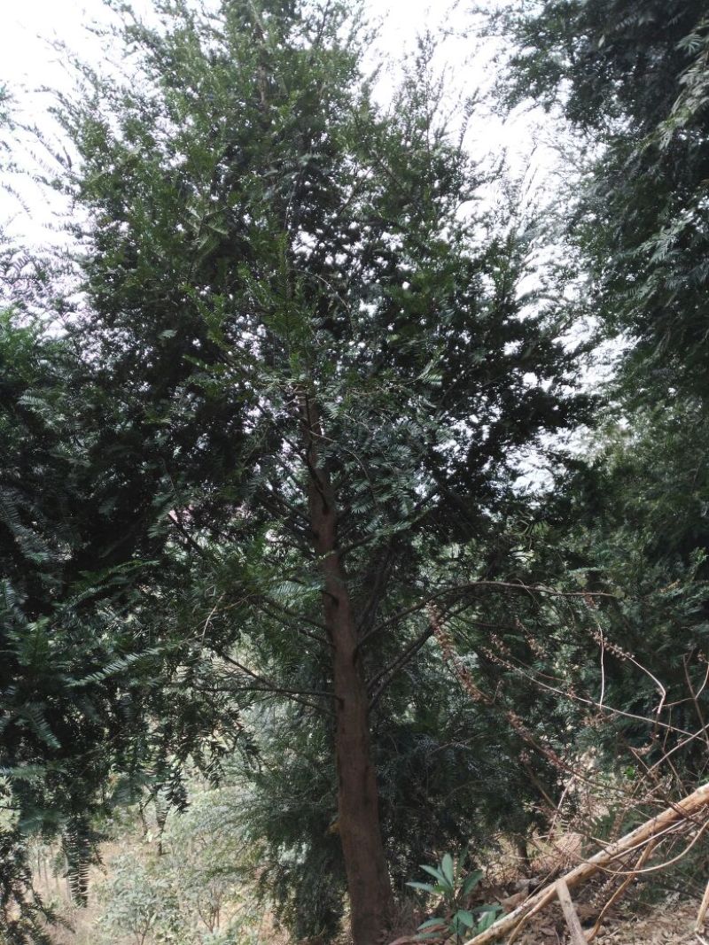 南方红豆杉10~12cm10~12cm3.5~4米