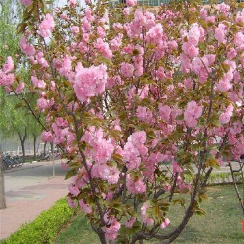 日本樱花10~12cm