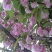 日本樱花10~12cm