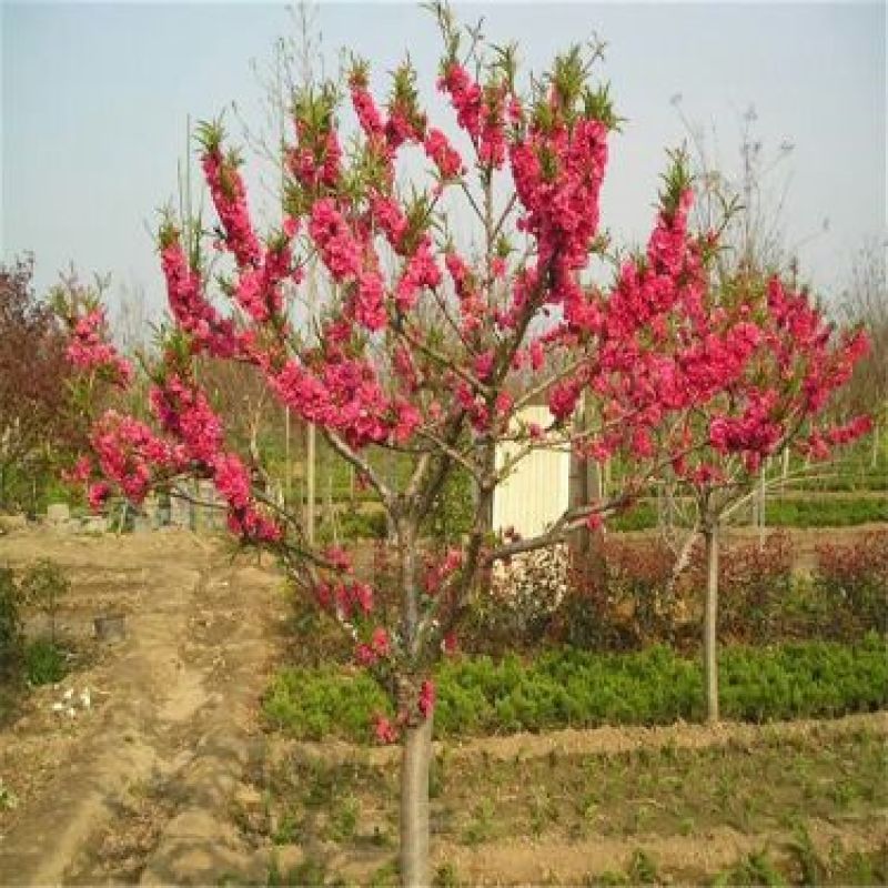 红叶碧桃4~6cm2.5~3米