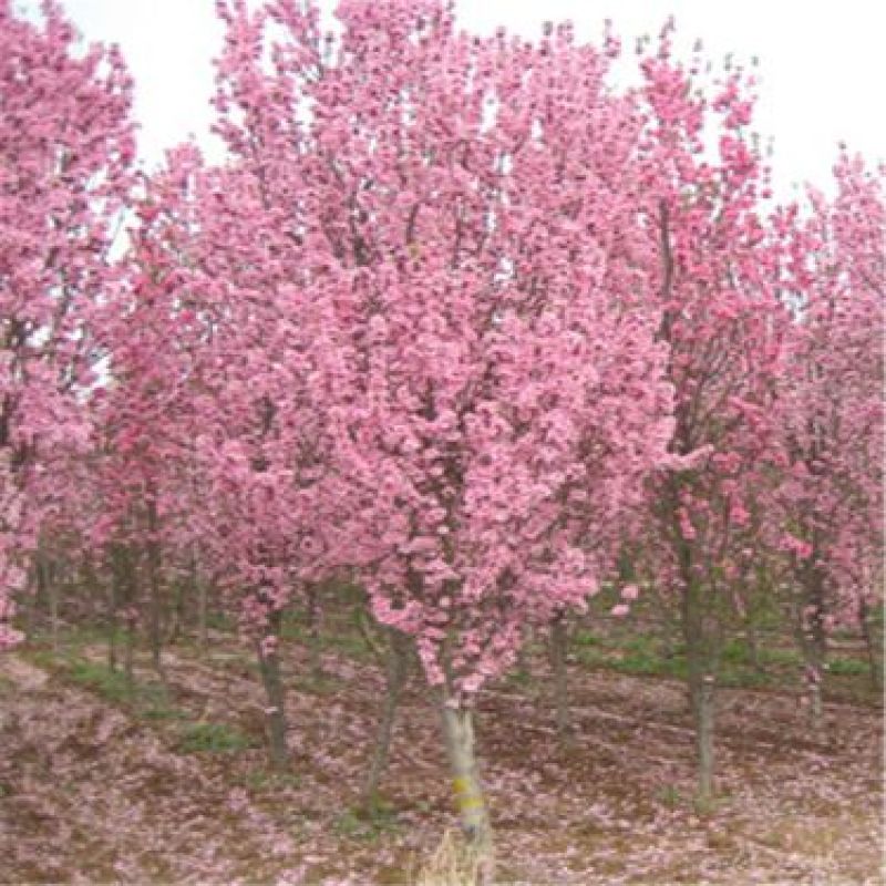 红叶碧桃4~6cm2.5~3米