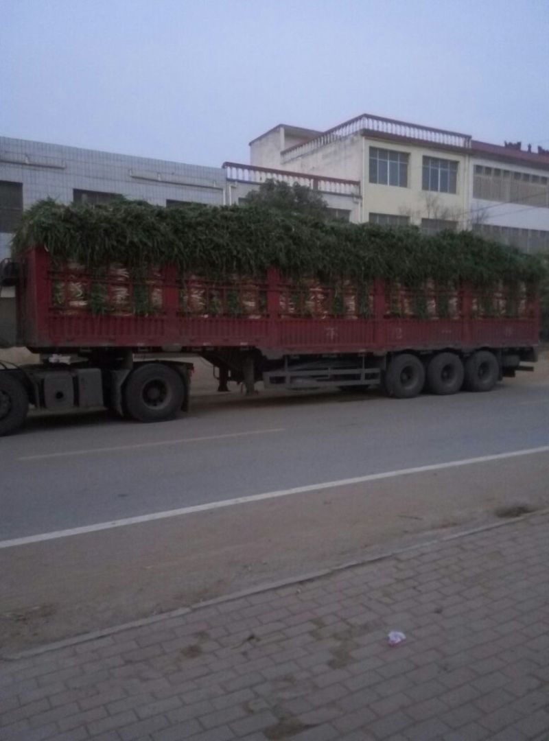 大葱产地直供，量大从优铁杆大葱，货真价实，欢迎采