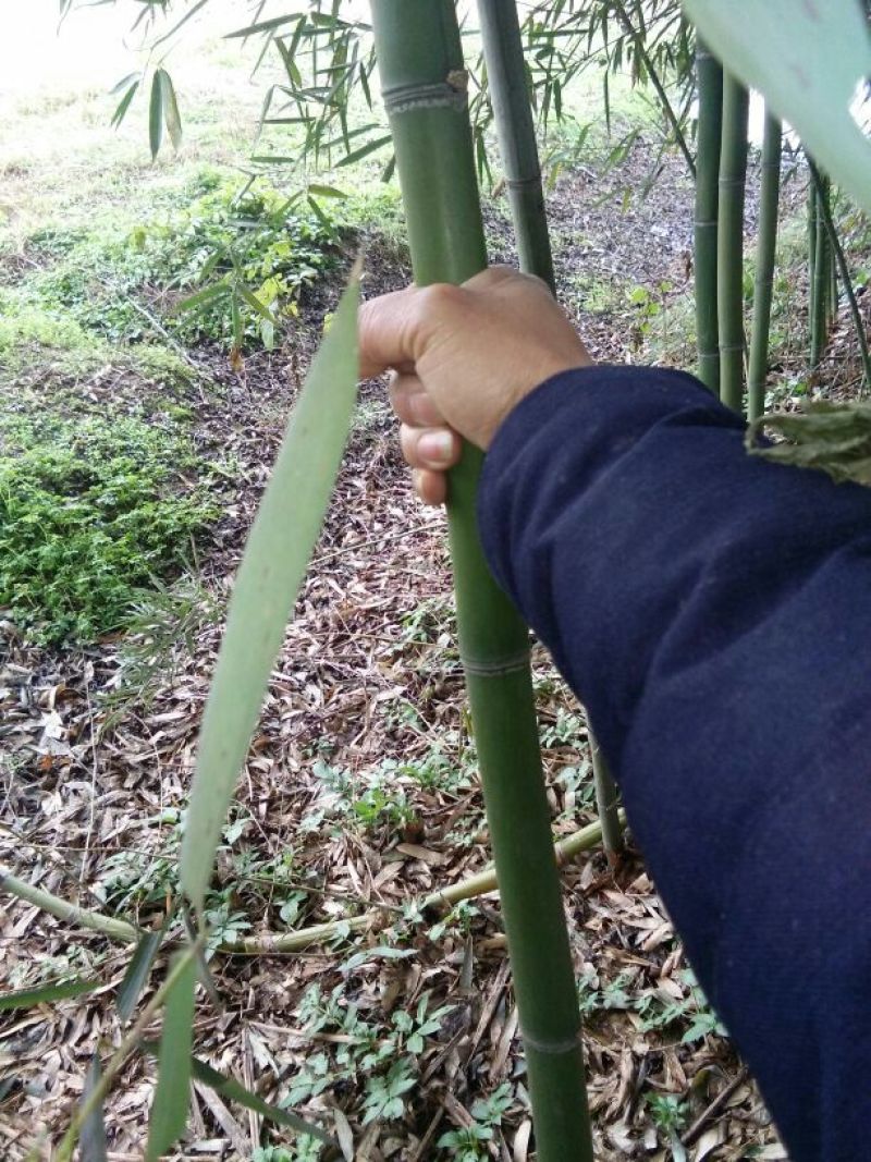 苦竹2~3m