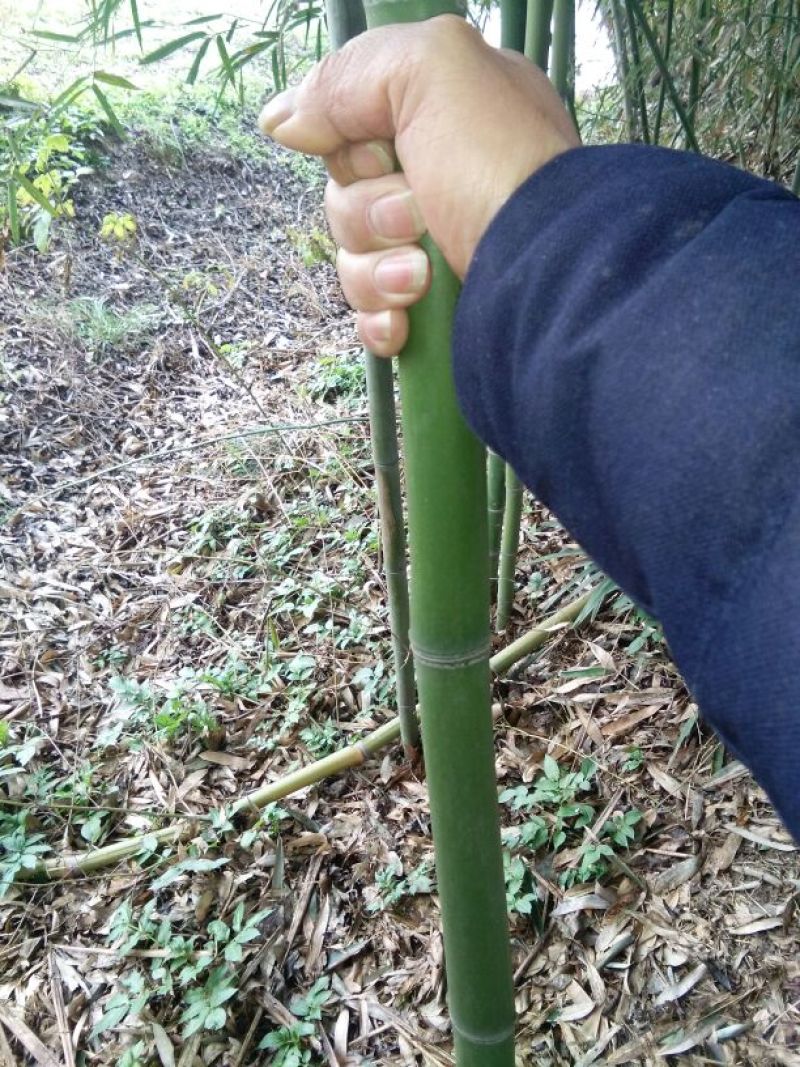 苦竹2~3m