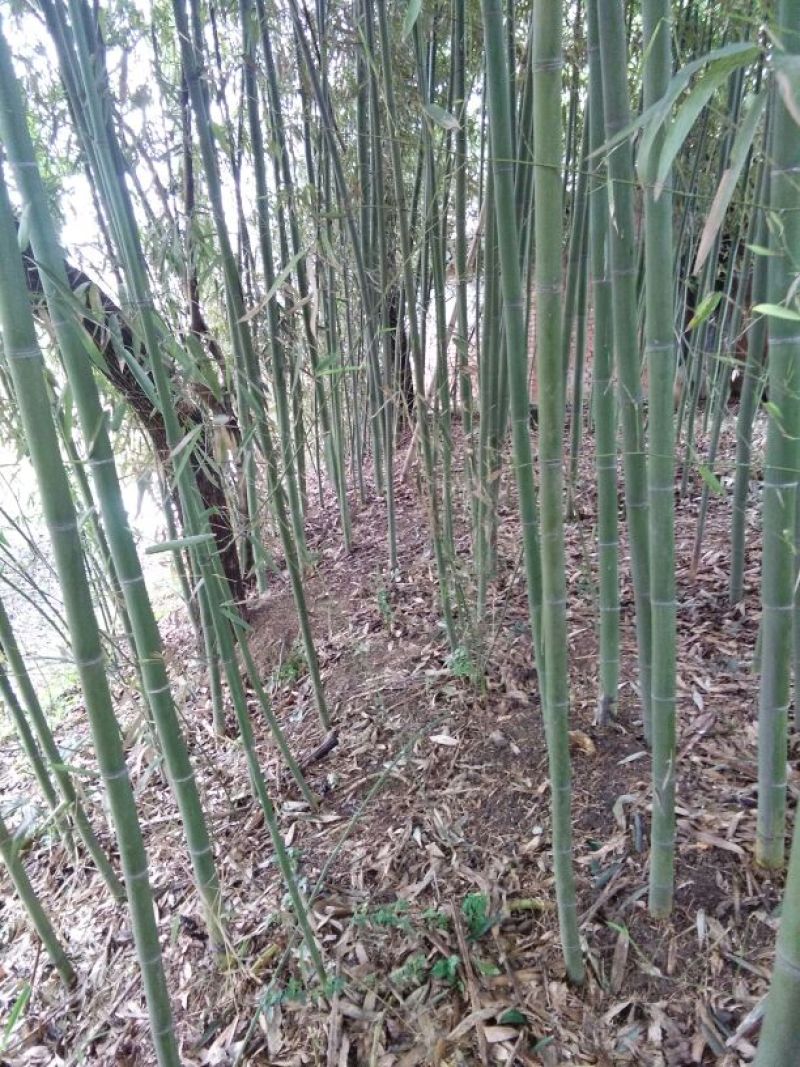 苦竹2~3m