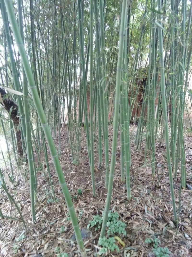 苦竹2~3m