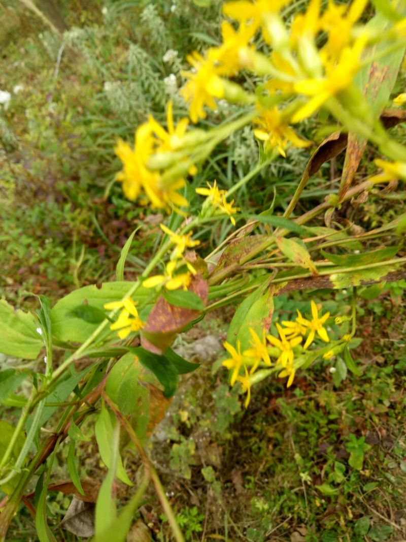 一枝黄花散装