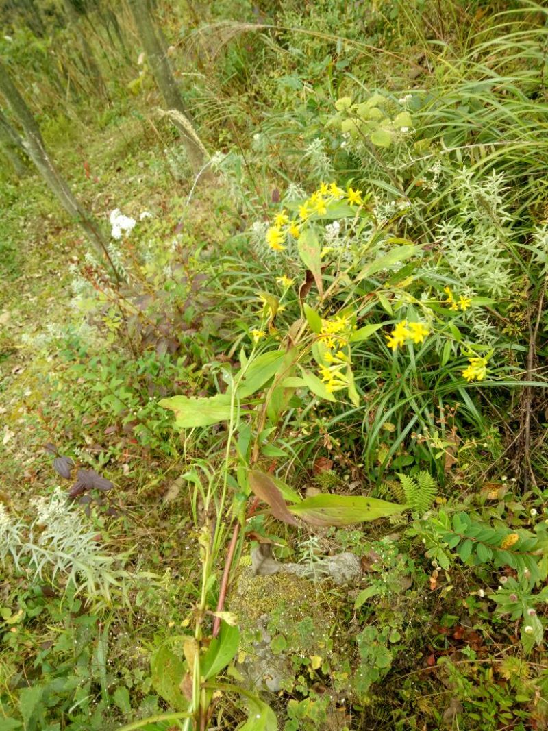 一枝黄花散装