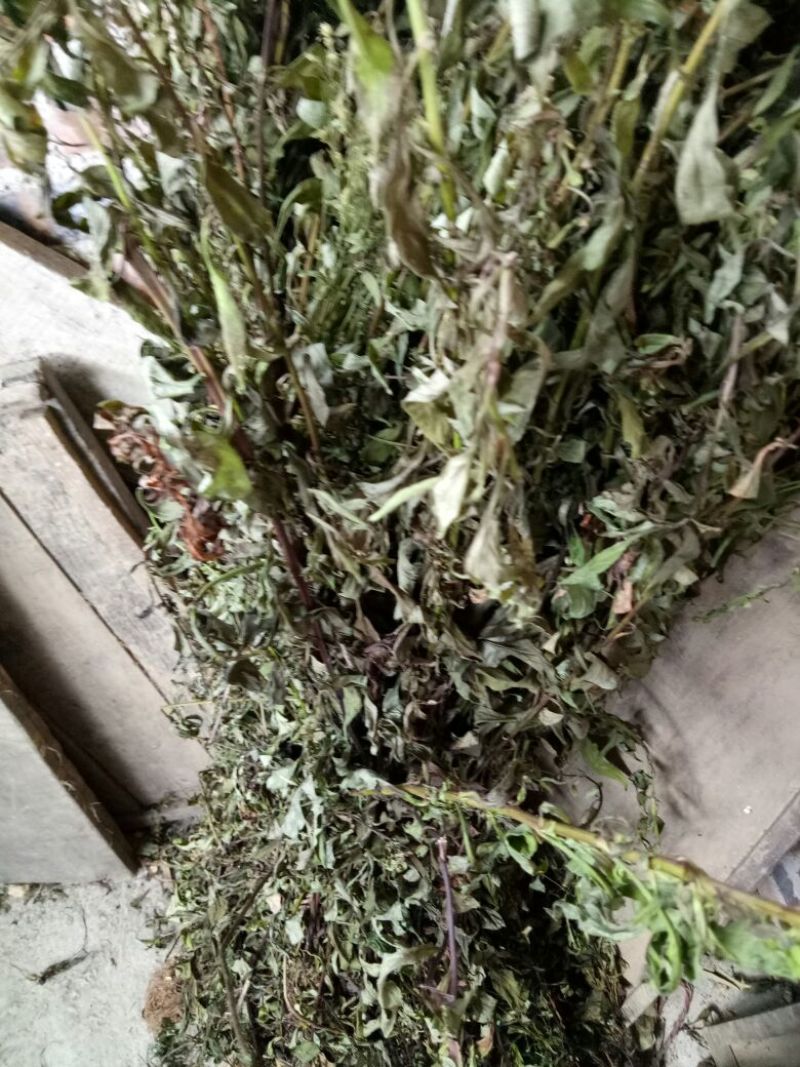 一枝黄花散装