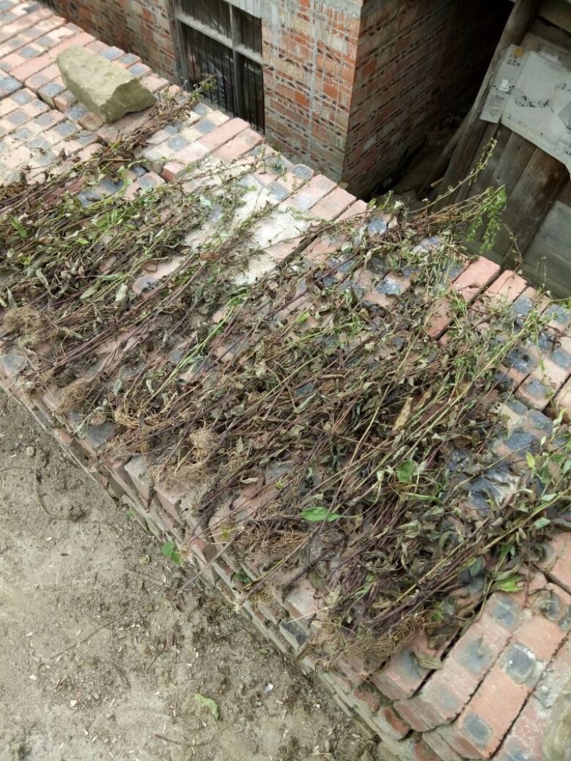 一枝黄花散装